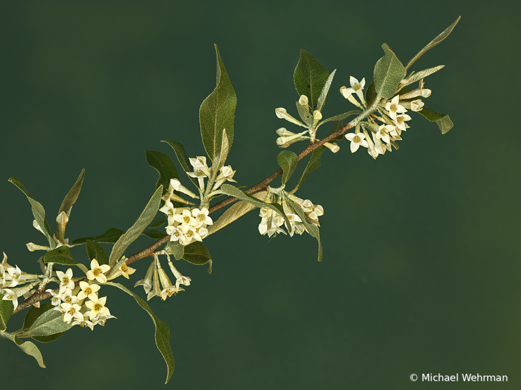 Autumn Olive  - ID: 16064070 © Michael Wehrman