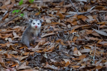 Baby Opossum