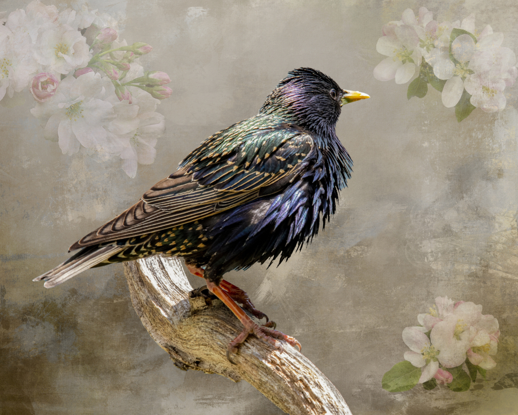 Spring Starling