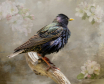 Spring Starling