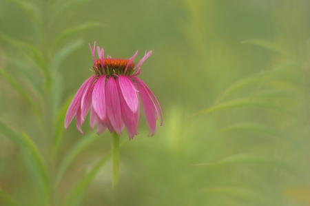 A Simple Coneflower