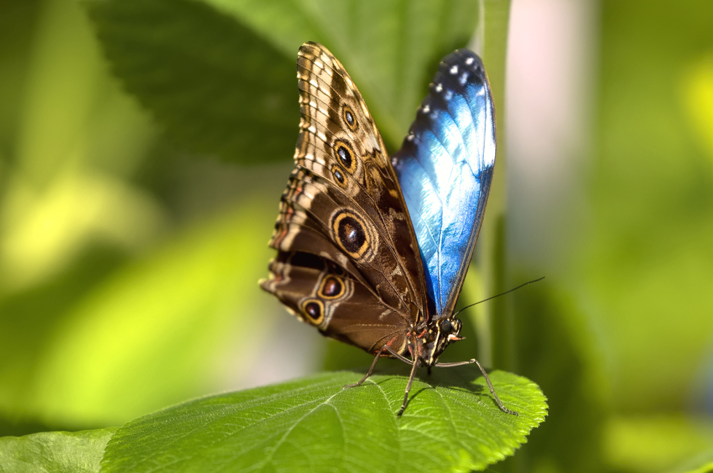 Glimpse of Blue - ID: 16064094 © Kelley J. Heffelfinger