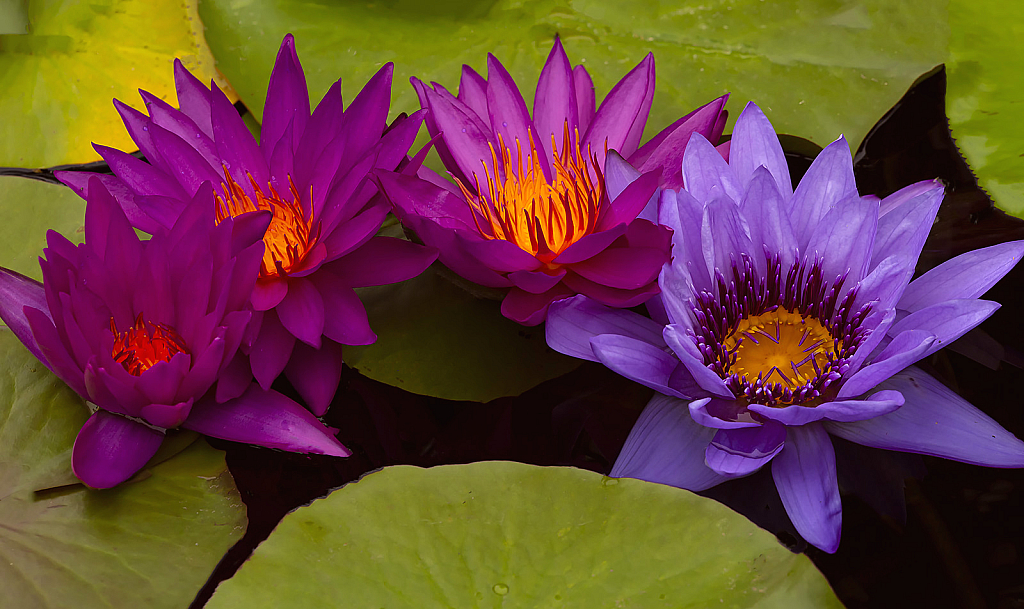 Waterlilies