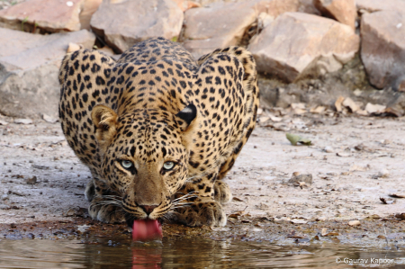 The Watering Hole