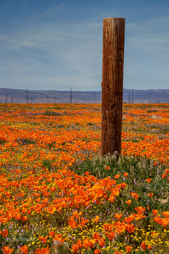 Just Another Wildflower Post