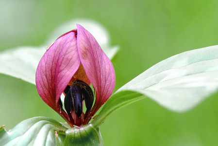 Prairie Trillium