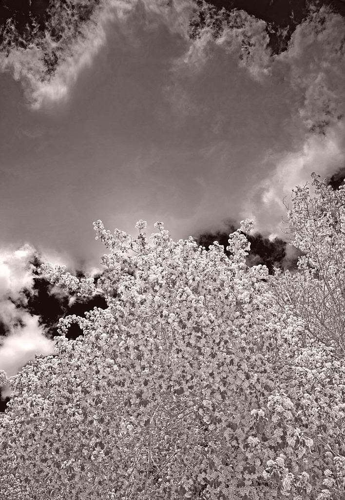 Blooming and Hanging Clouds in B&W.