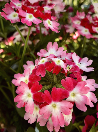 Verbena Obsession Twister Red