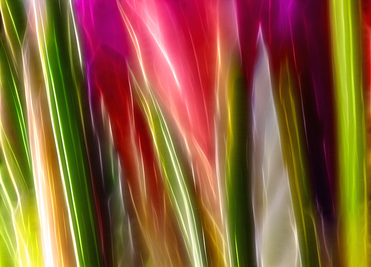 Crocus Abstract