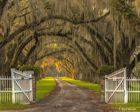 Spanish Moss Lane