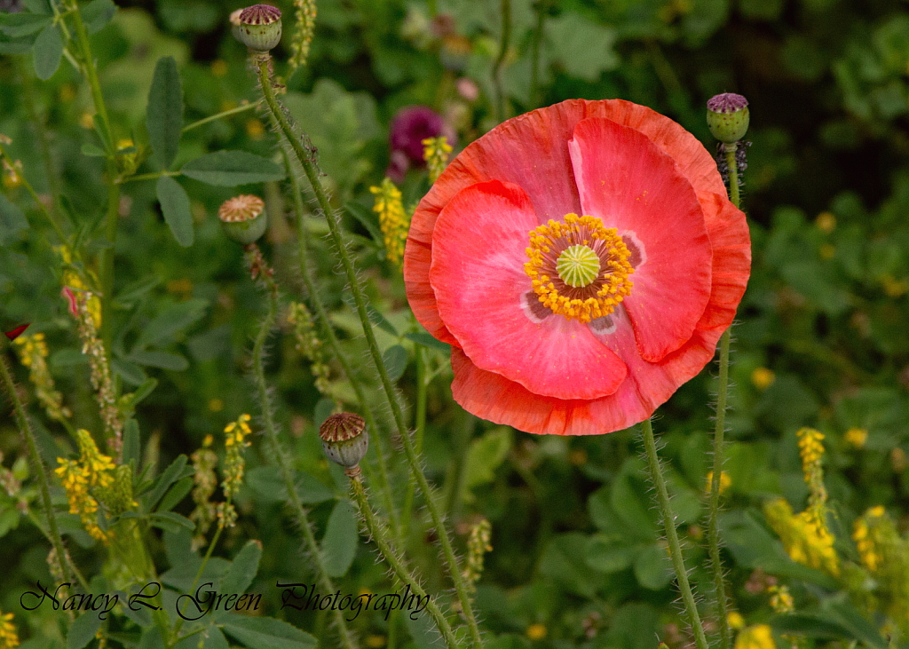 Pink Poppy