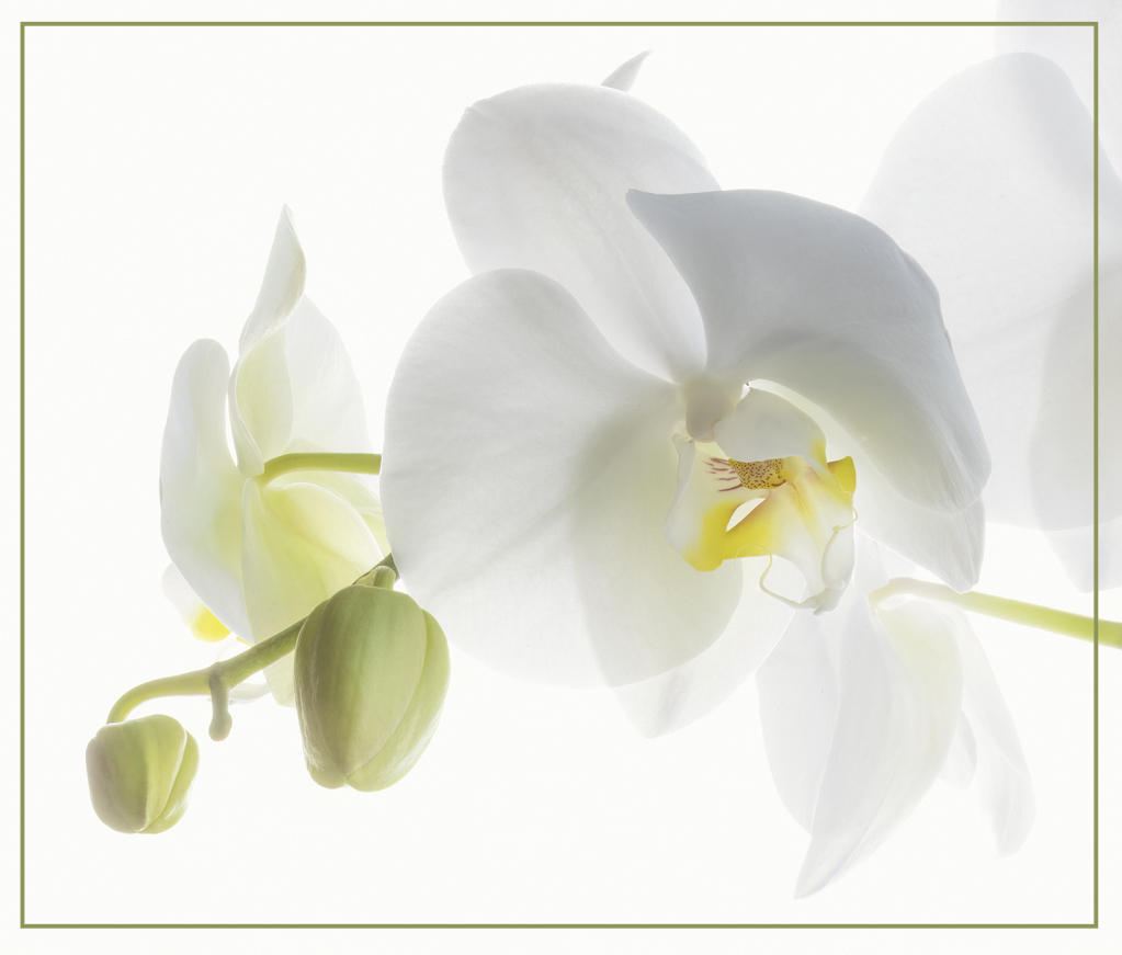 White Orchid