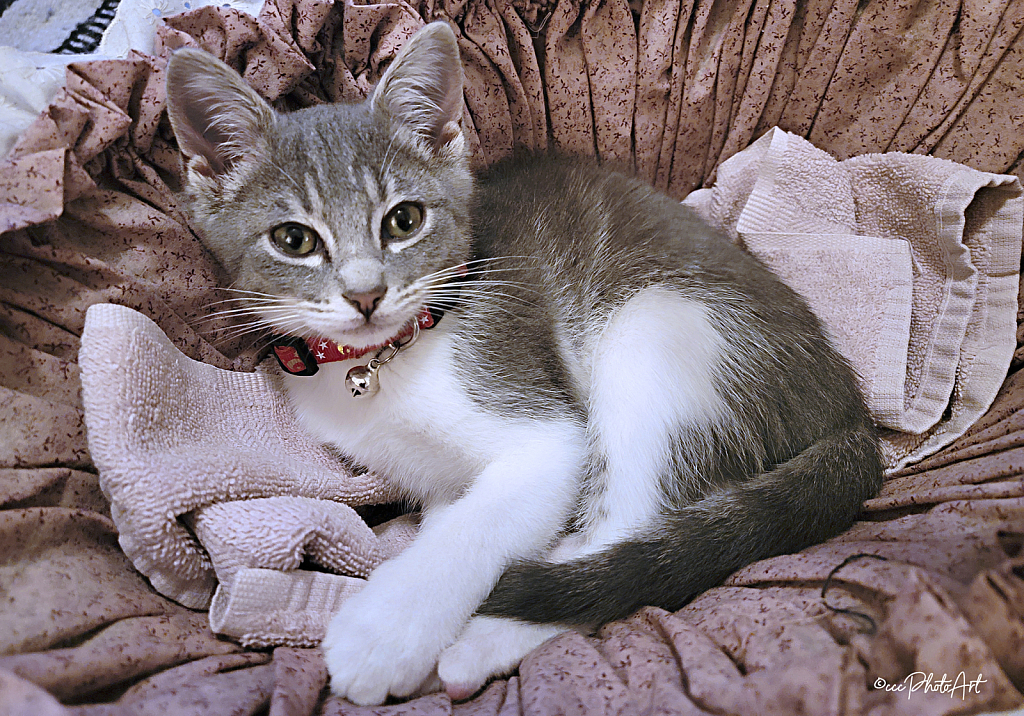 Boy in a Basket