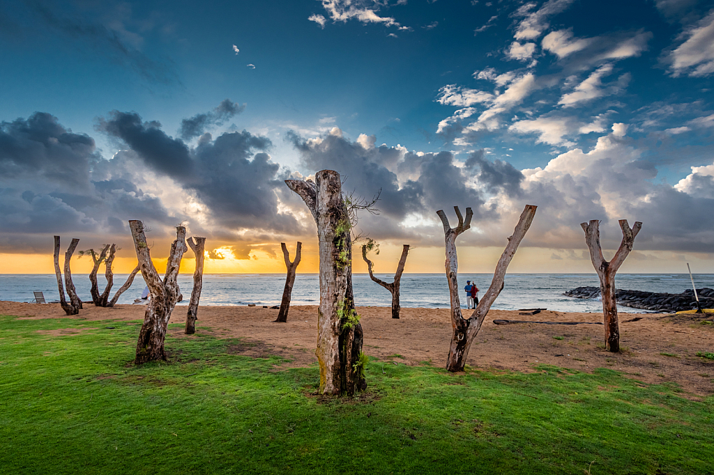 Old trunks in Kauai