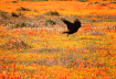 Crow and Poppies