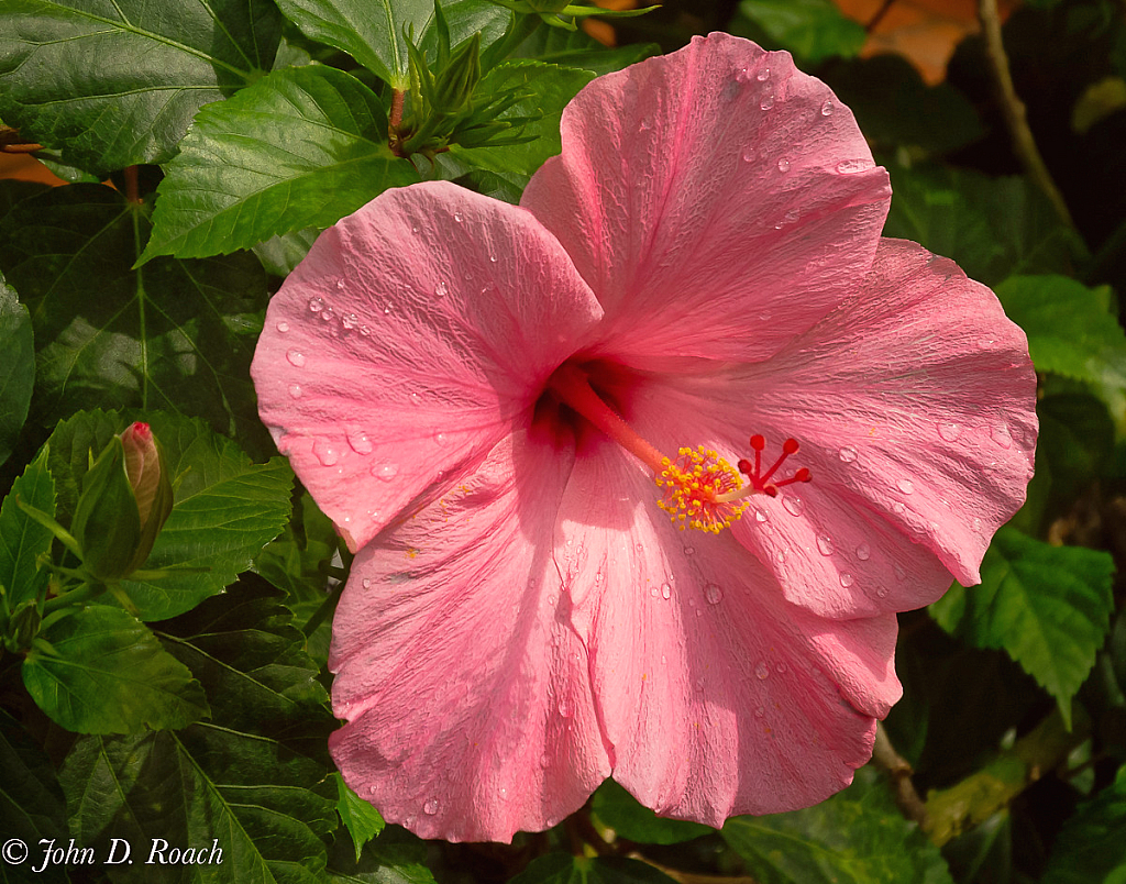 Spring Joy - ID: 16064845 © John D. Roach