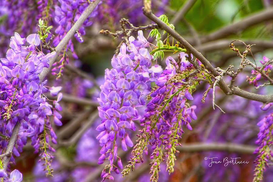 Wisteria