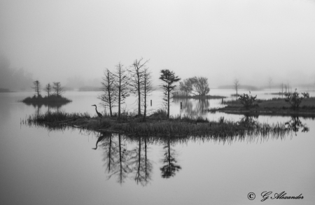 Foggy Morning in Lakes Park