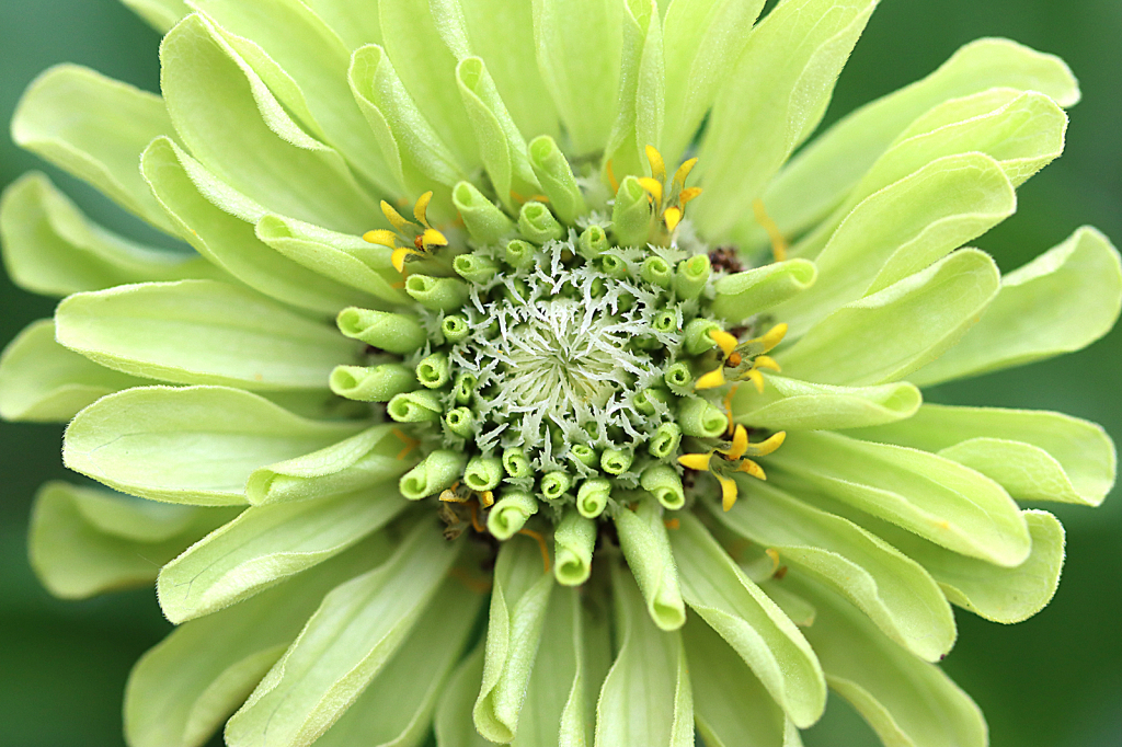 Lime Zinnia - ID: 16064970 © Lori A. Nevers