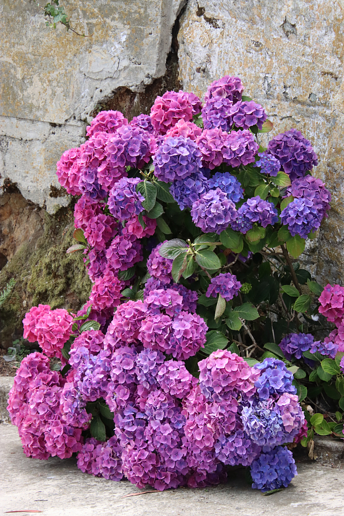 Hydrangea