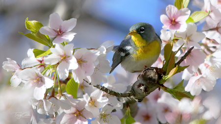 Posing in the Cherry Blossoms