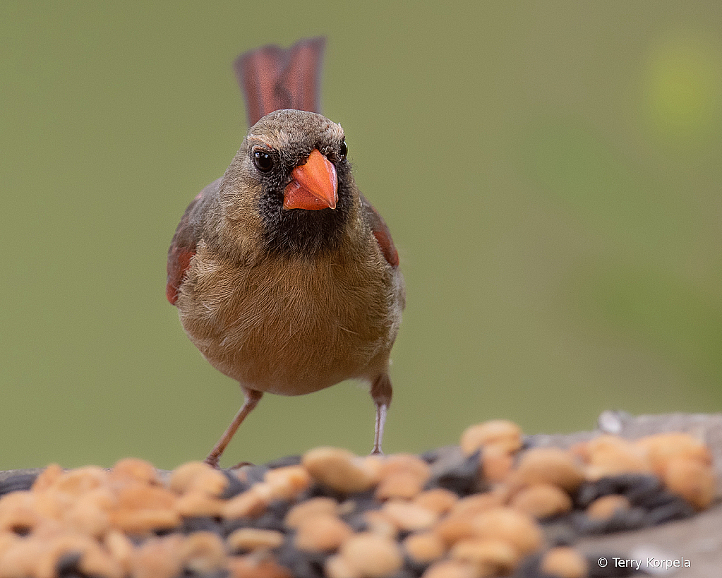 Northern Cardinal (Female) - ID: 16065492 © Terry Korpela