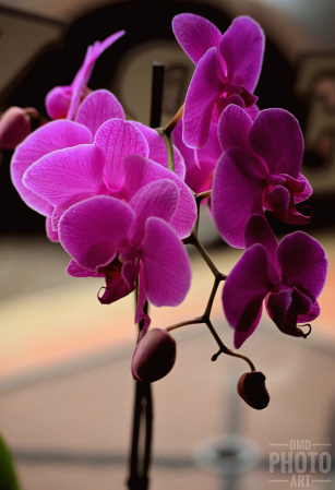 ~ ~ ORCHID BLOOMING BY THE WINDOW ~ ~ 
