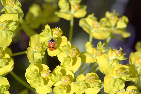 A Tiny Bugs World