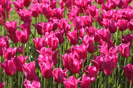 Rosy Tulips