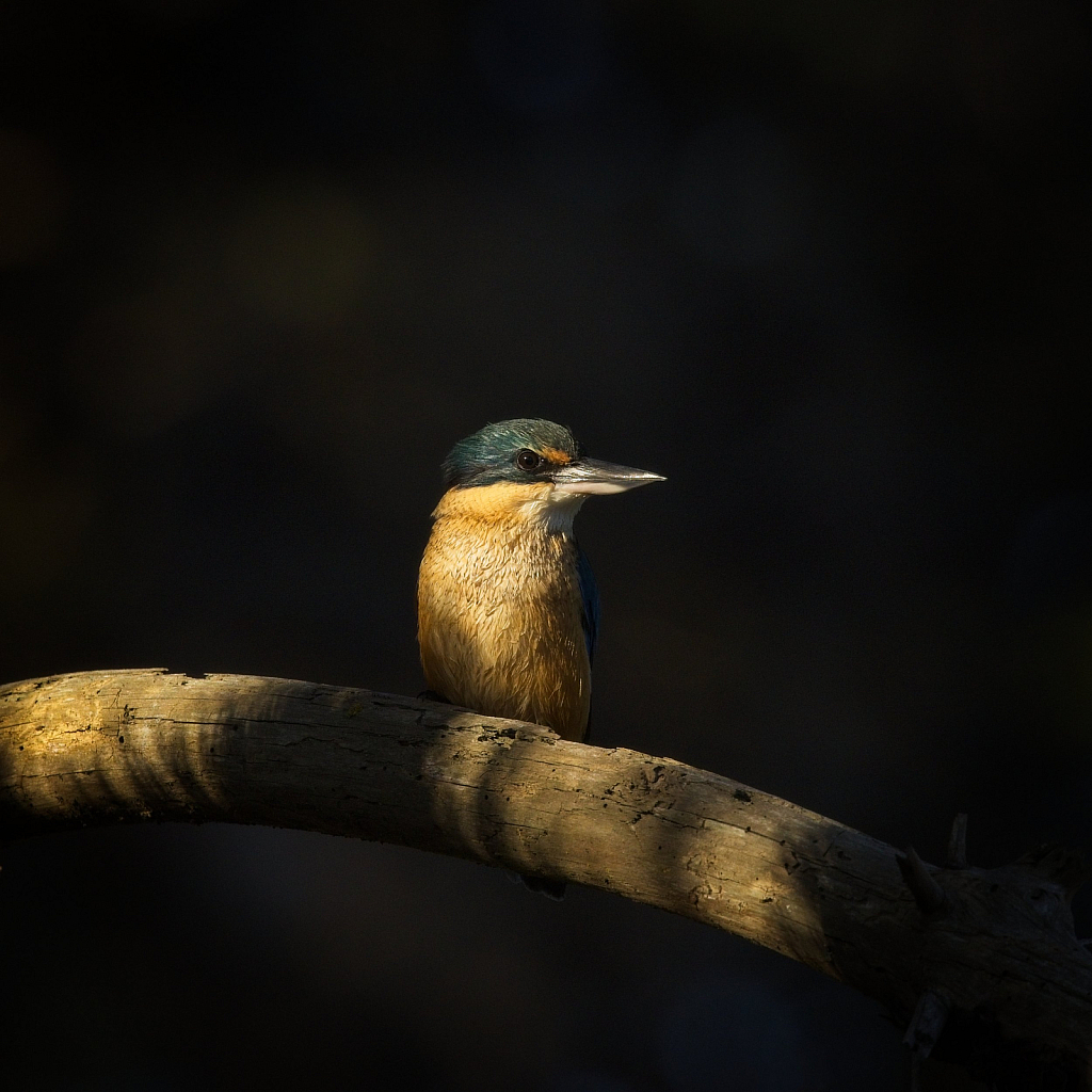 Last of the evening sun