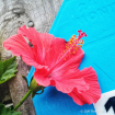 Red Hibiscus 3