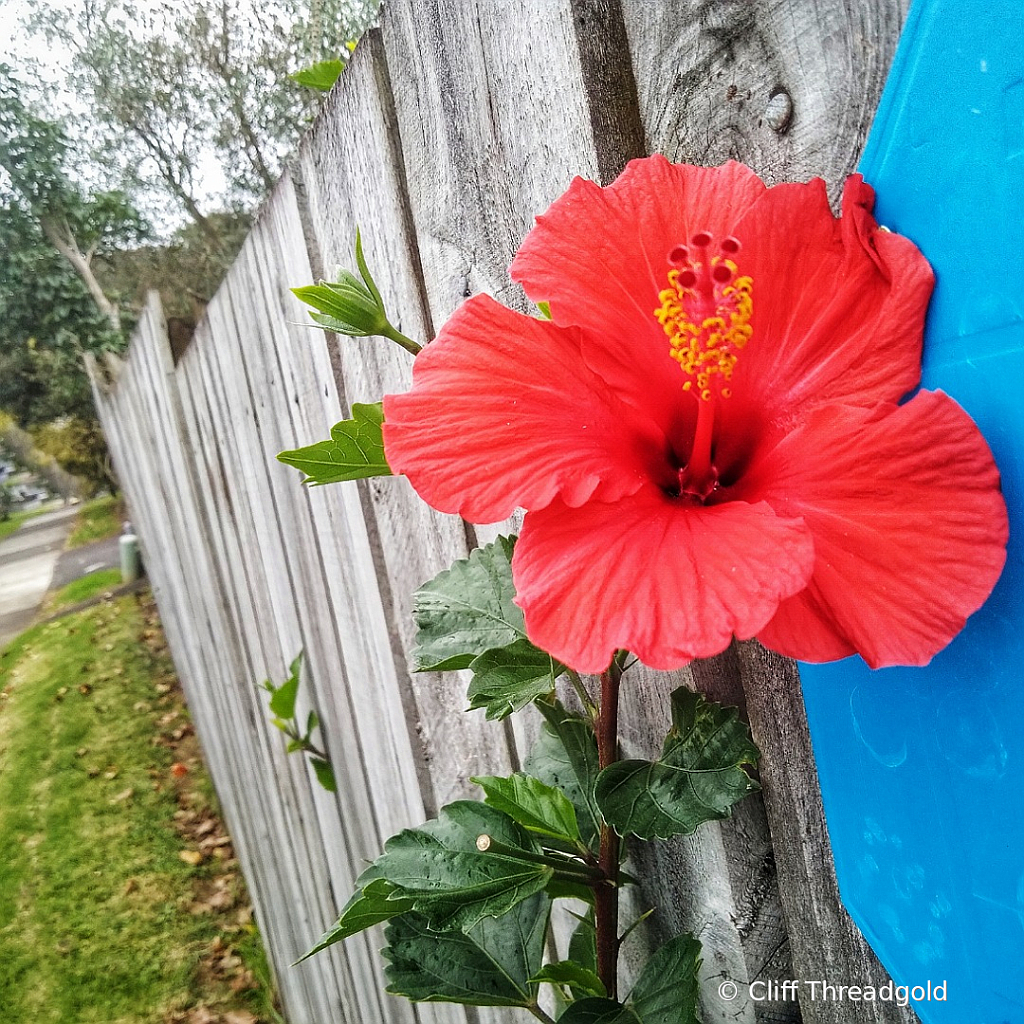 Red Hibiscus 4