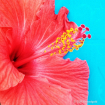Red Hibiscus 5
