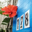 Red Hibiscus 6