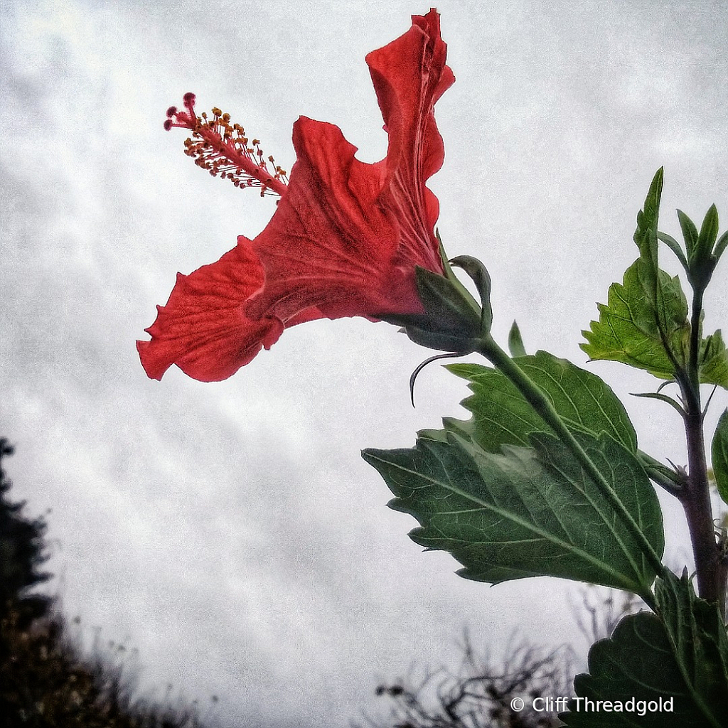 Red Hibiscus 7