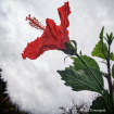 Red Hibiscus 7