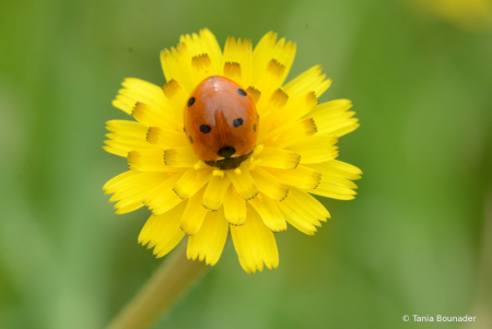 Red on yellow