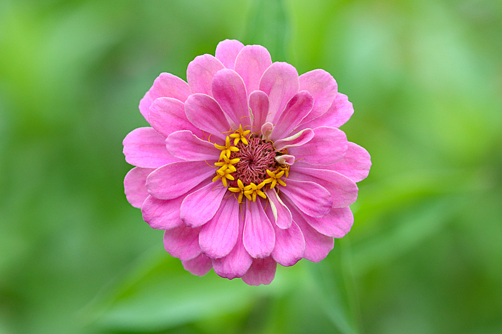 Pink Zinnia 2