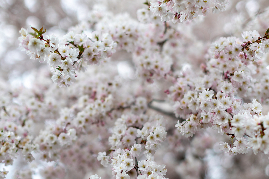 Focus on the Blooms 