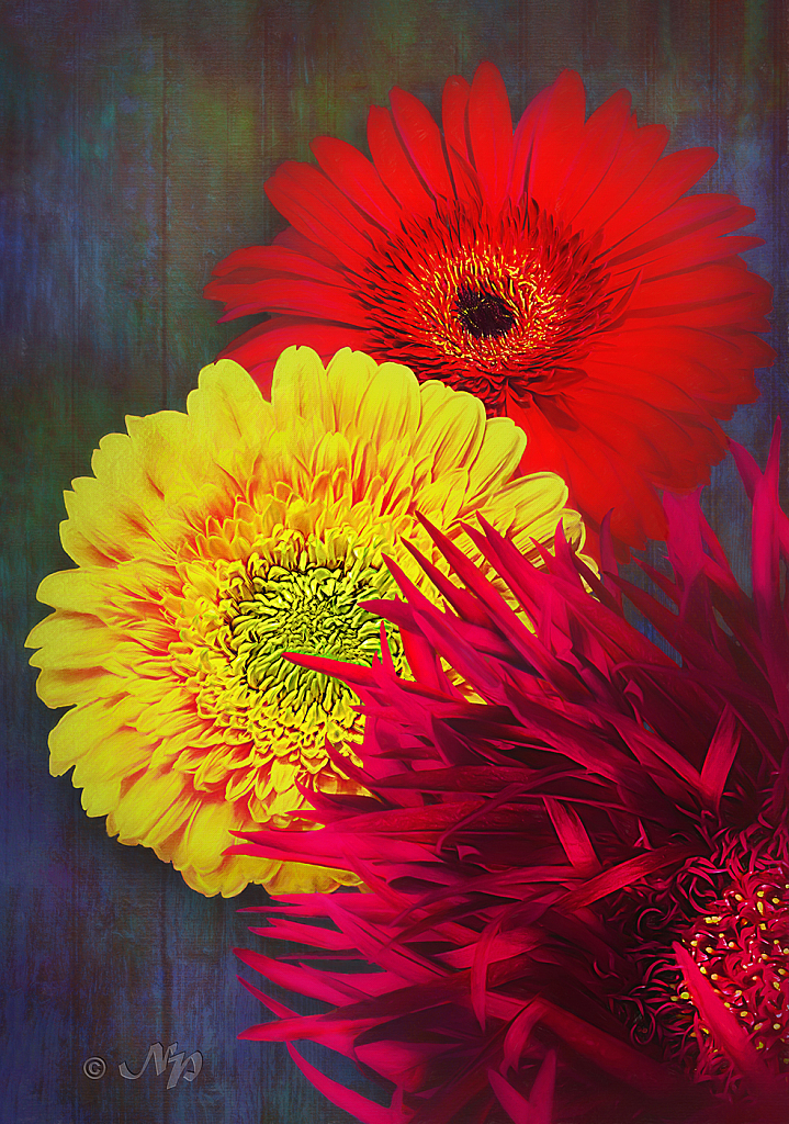 Gerbera daisies