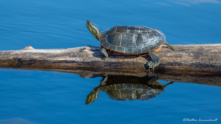 Endangered Western Painted Turtle