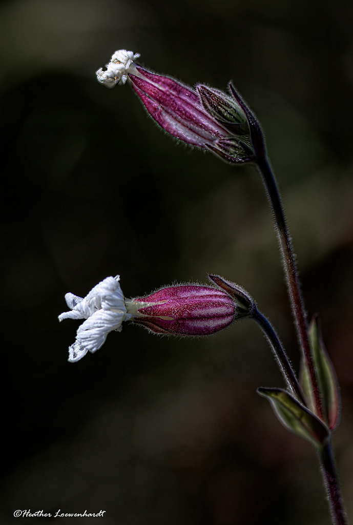 White Campion