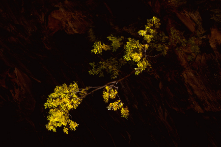 Colorful vine in wall of rock