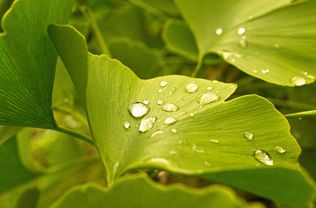 dewdrops on gingko biloba leaves