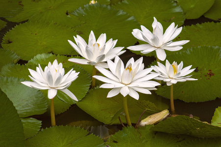 White Lotus