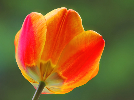 Tulip Portrait