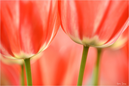 Creamsicle Tulips