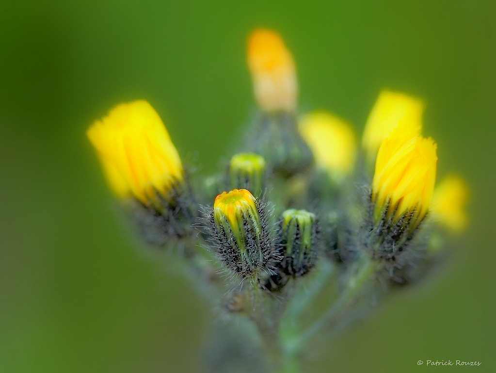  Baby Dandelions