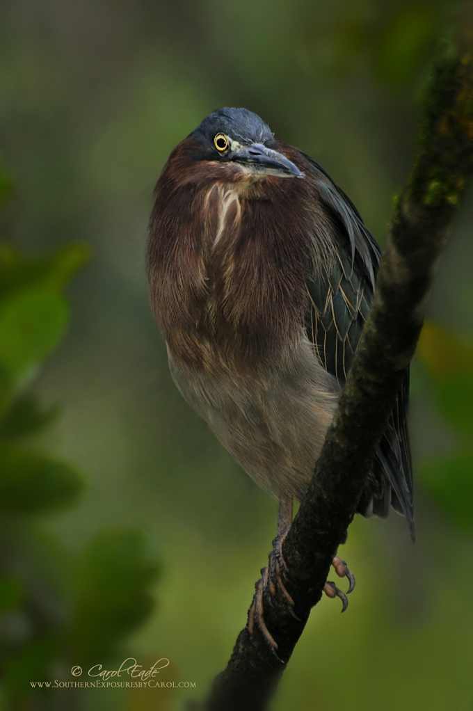 On The Lookout - ID: 16065885 © Carol Eade