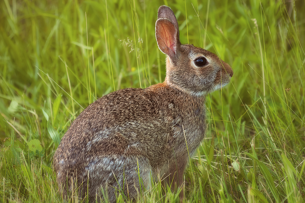 Backyard Bunny